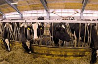 Министр АПК Мельник: «У нас только 700 тыс. коров в собственности государства, и это не позволяет влиять на цены на молоко»