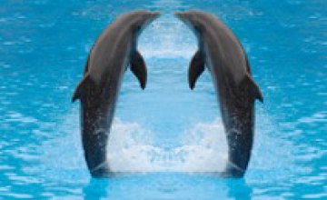 Сегодня в мире отмечается Всемирный день китов и дельфинов
