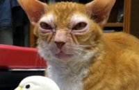 В США обнаружен кот-двойник магистра Йоды