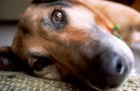 На Днепропетровщине два домашних пса погибли от отравы