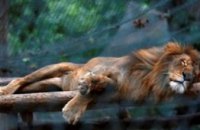 В зоопарке Венесуэлы около 50 животных умерли от голода