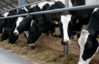 Днепропетровская область увеличила объем реализации продукции животноводства на 20%