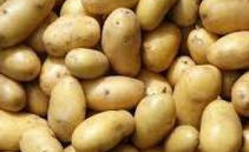 Днепропетровщина закончила собирать картошку