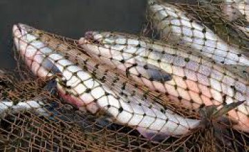 В 2018 году в Днепропетровской области изъято более 10 тонн незаконно выловленной рыбы