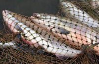 В 2018 году в Днепропетровской области изъято более 10 тонн незаконно выловленной рыбы