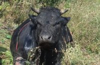На Днепропетровщине огромный бык упал в колодец (ФОТО)