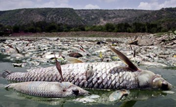 В водоемах Украины погибает рыба