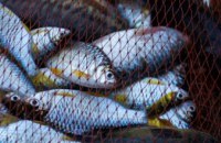 Ущерб государству в 60 тысяч гривен: в Днепровском районе задержали рыбака-нарушителя