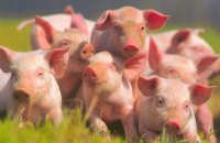 На Днепропетровщине усилили контроль за состоянием поголовья свиней и качеством мяса на рынках