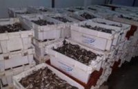 В Азовском море браконьеры при содействии чиновников выловили рыбу на 14 млн грн
