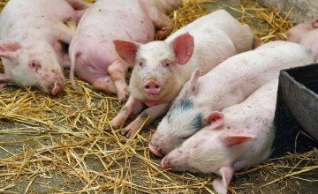 В Днепропетровской области зафиксирована вспышка смертоносной болезни свиней