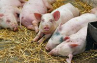 В Днепропетровской области зафиксирована вспышка смертоносной болезни свиней