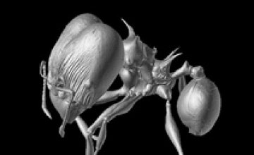 Два новых вида муравьев получили названия персонажей «Игры престолов»