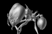 Два новых вида муравьев получили названия персонажей «Игры престолов»