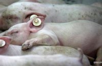 В Украине фиксируют новые вспышки африканской чумы свиней