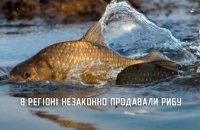 Виявили три порушення: на Дніпропетровщині незаконно продавали рибу