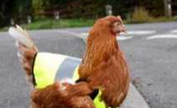 В Великобритании куриц одели в светоотражающие жилеты