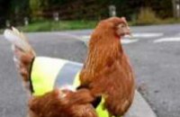 В Великобритании куриц одели в светоотражающие жилеты