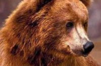 Днепропетровских медведей хотели забрать в Закарпатье