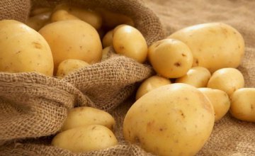 В 2018 году в Днепропетровской области собрали более полутысячи тонн картофеля