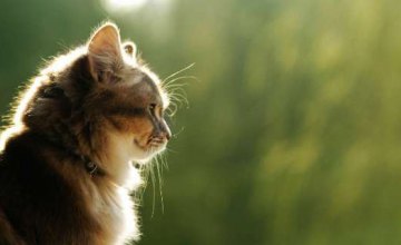 ​В Днепре за год нашли хозяев для 150 котов из приюта