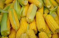 Украинская кукуруза заняла 90% китайского рынка