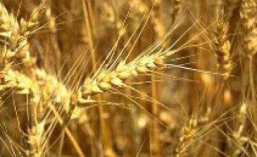 В Днепропетровской области собрано 1,400 млн т пшеницы 