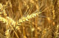 В Днепропетровской области собрано 1,400 млн т пшеницы 