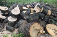 На Днепропетровщине задержаны браконьеры во время вырубки осин