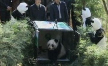 В Китае после двух лет подготовки на волю выпустили взрослую панду (ВИДЕО)