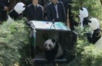 В Китае после двух лет подготовки на волю выпустили взрослую панду (ВИДЕО)