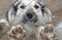 В 2012 году в Украине начнут строить приюты для собак