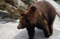 В Николаевском зоопарке медведи загрызли человека насмерть