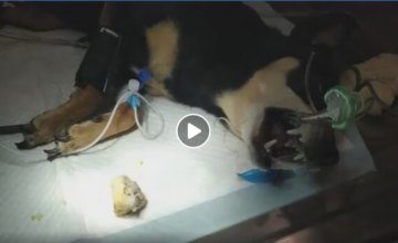 В Днепре спасли собаку, у которой застряла кость в  пищеводе 