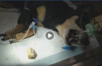 В Днепре спасли собаку, у которой застряла кость в  пищеводе 