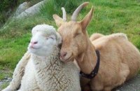 24 июля в Днепре состоится круглый стол, посвященный развитию овцеводства и козоводства в регионе