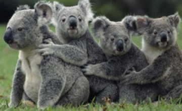 Австралийские власти хотят массово усыплять коал