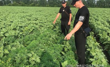 В Юрьевском районе полицейские уничтожили почти 6 тыс. растений конопли