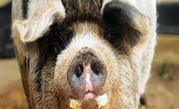 В начале апреля в Днепропетровской области откроют свиноферму стоимостью $48 млн