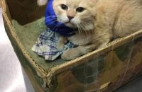 Котик в депрессии, выброшенный в коробке после смерти хозяйки, ищет новый дом (ФОТО)