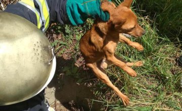  На Днепропетровщине спасли собаку, которая упала яму (ФОТО)