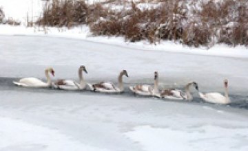В Житомирской области спасатели освободили из ледяного плена стаю лебедей 
