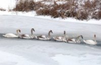 В Житомирской области спасатели освободили из ледяного плена стаю лебедей 