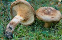 ​Под Днепром зафиксирован случай массового отравления грибами