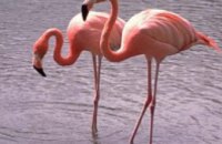 Украинка пыталась незаконно перевезти фламинго