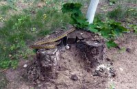 Во дворе днепровской многоэтажки обнаружили 1,5-метровую змею (ВИДЕО)