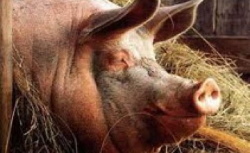 В Полтавской области горел свинарник: спасли 72 свиней