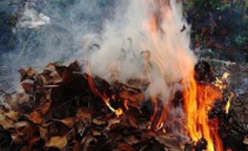 Экологи предупреждают: сжигать листья строго запрещено
