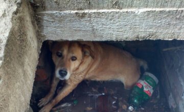 В Днепре собака упала 2-метровый открытый люк