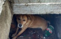 В Днепре собака упала 2-метровый открытый люк